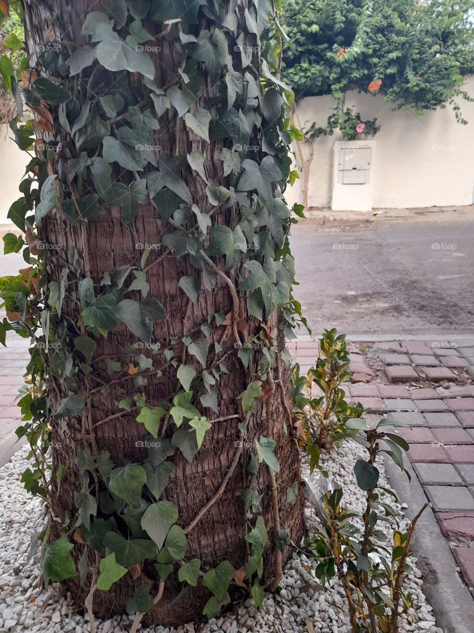 forgot all your worries under this tree