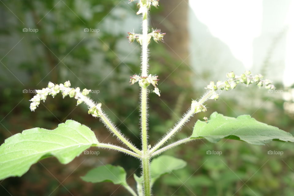 Holy Basil / Tulsi / Tulasi

Ocimum tenuiflorum, commonly known as holy basil, tulasi or tulsi, is an aromatic perennial plant in the family Lamiaceae. It is native to the Indian subcontinent and widespread as a cultivated plant throughout the Southeast Asian tropics.
