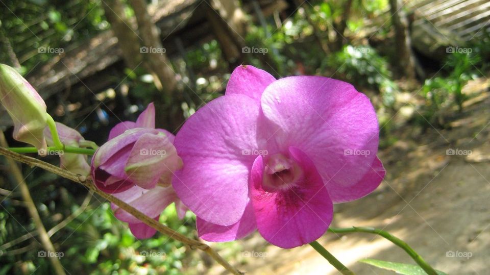 garden pink flower orchid by matildavirefjall