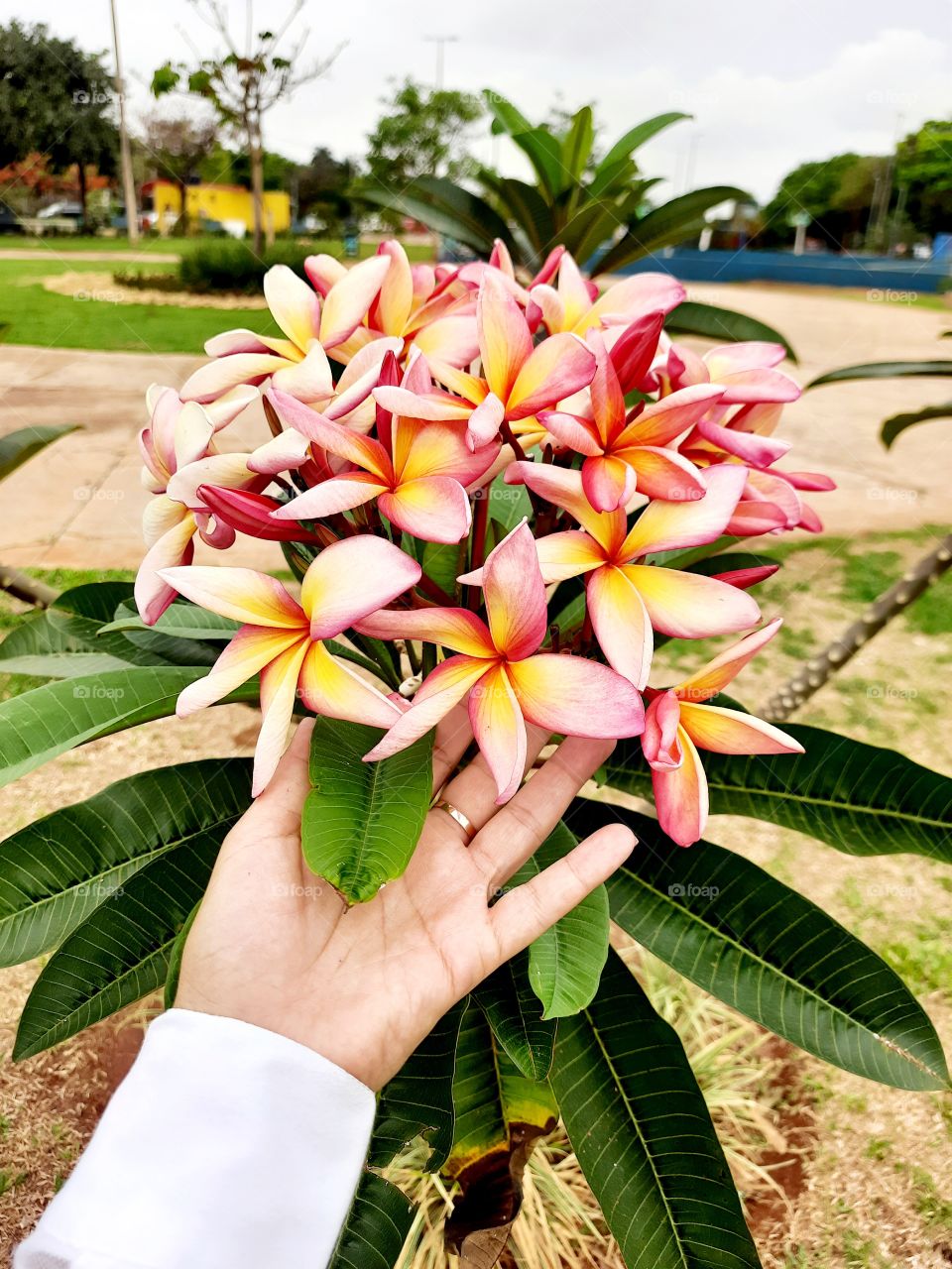 green plants and beautiful flowers in the square