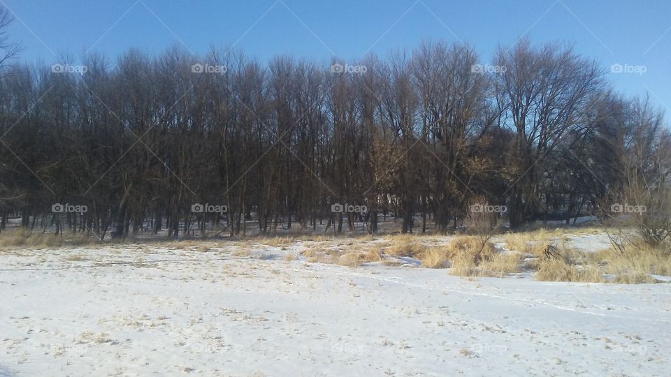 Winter, Snow, Tree, Landscape, Cold