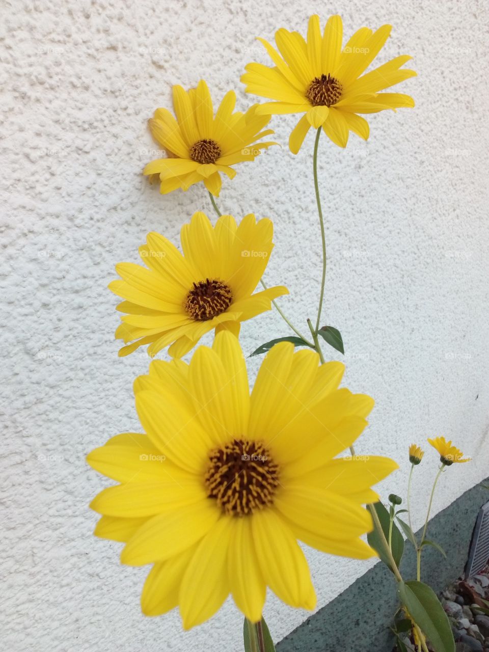 yellow flower background with white wall background