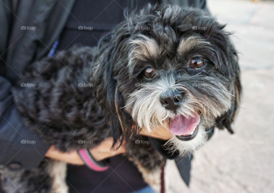 Close-up of person with dog