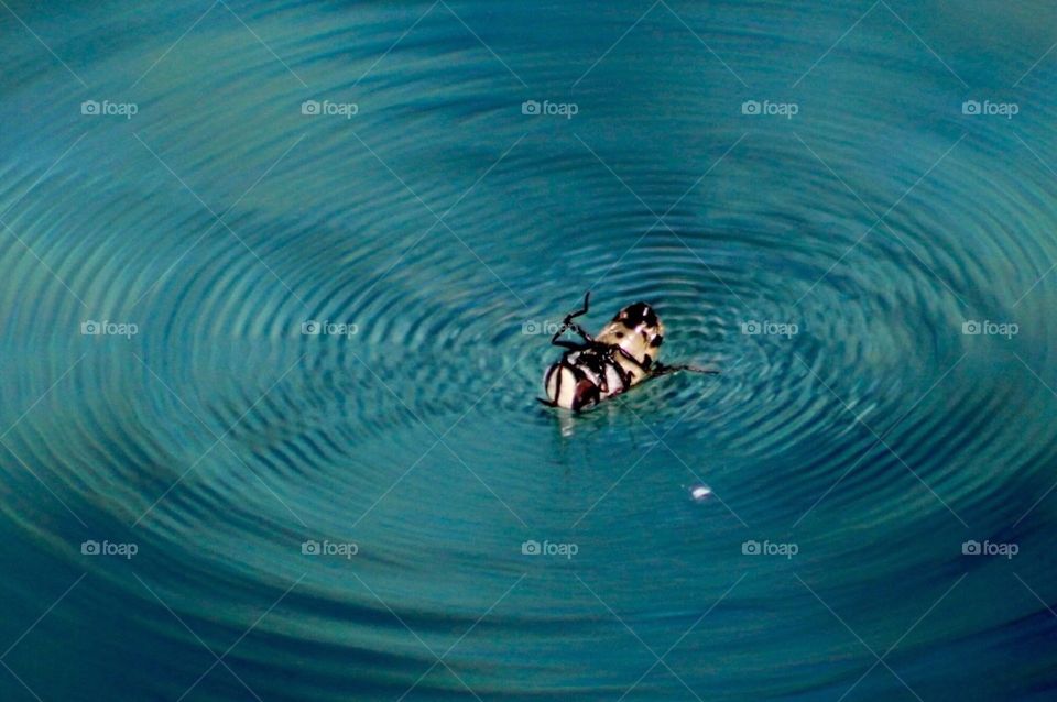Bee in a whirlpool 