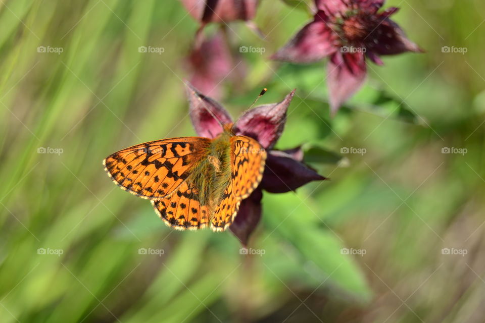 butterfly having a taste of nectar