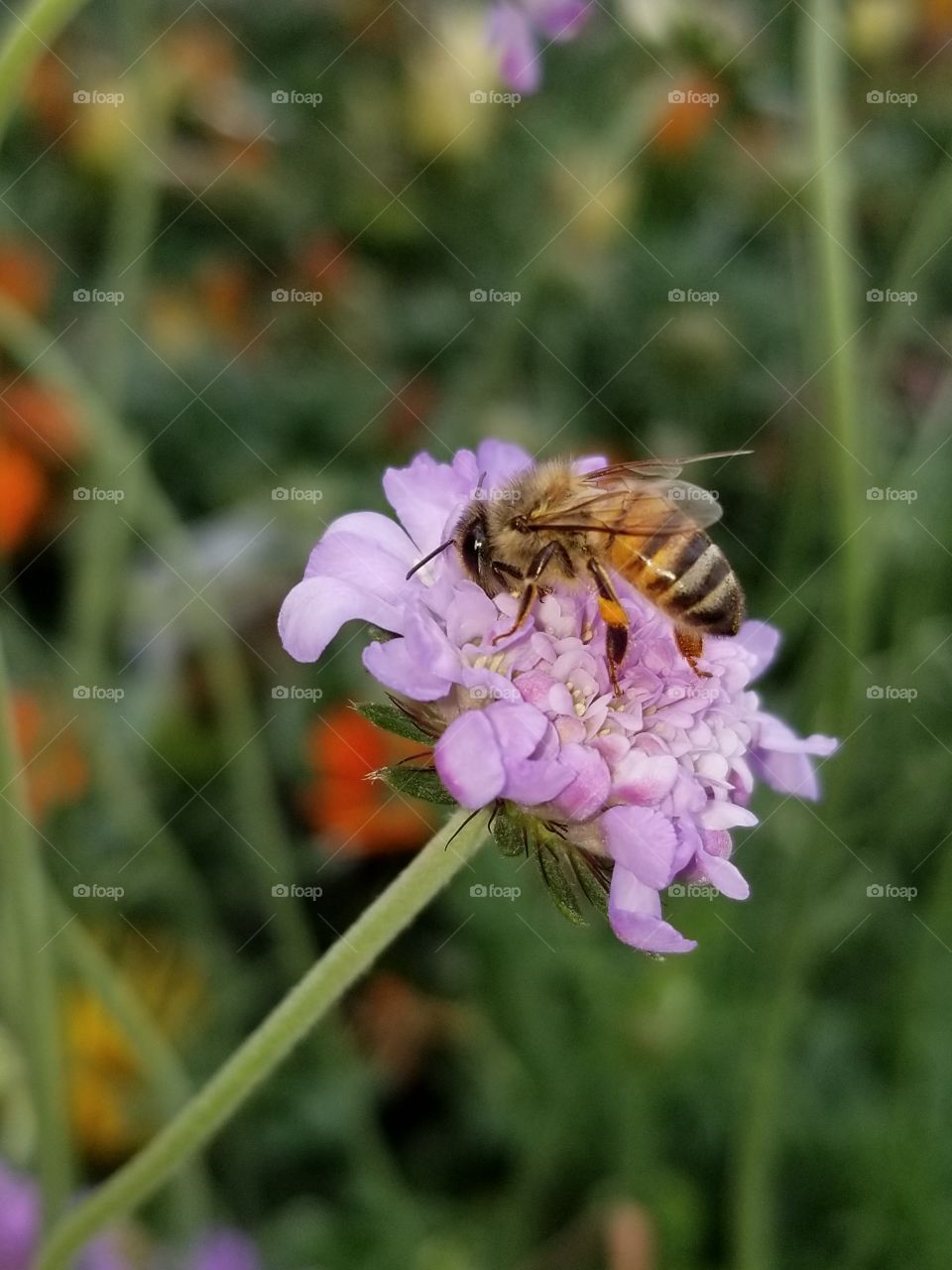 purple flowers with a bee