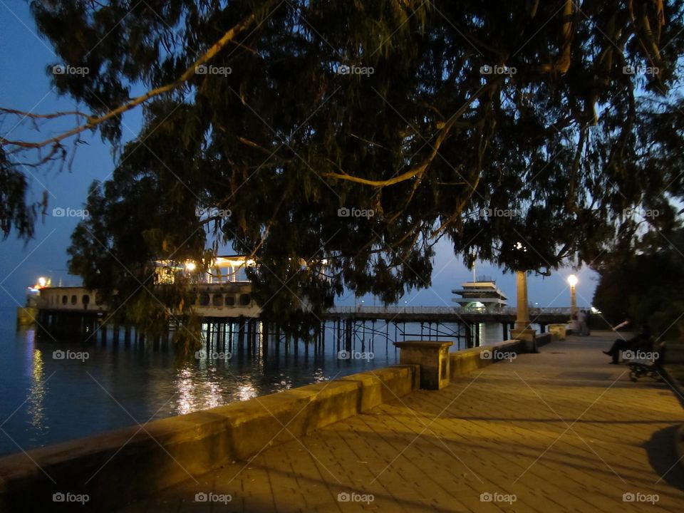 Akəa,  Apsny.  "Tree of love" Sukhum, Abkhazia