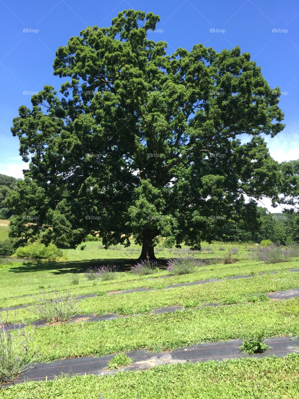 Large tree keeping watch over a lavender farm