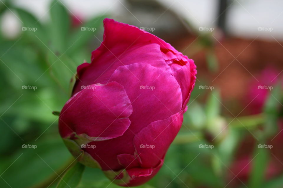 Pink Peony