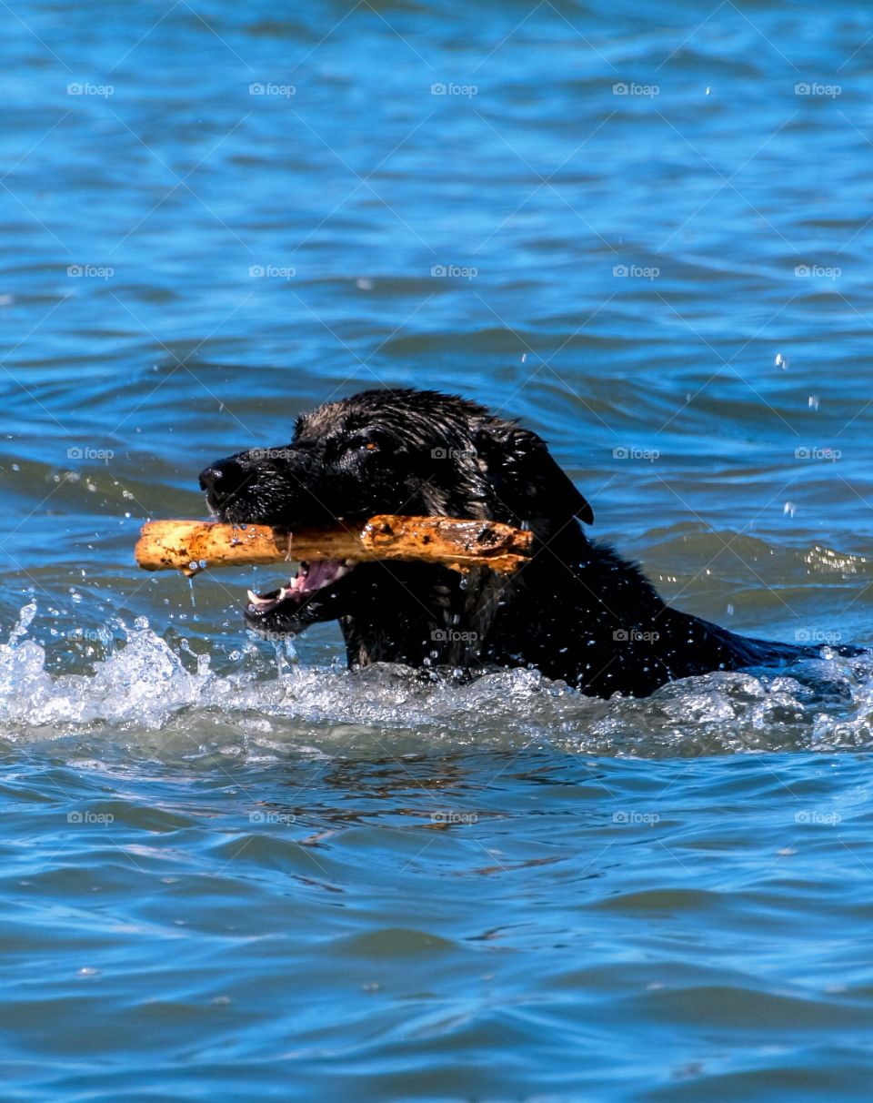 Dog in the lake