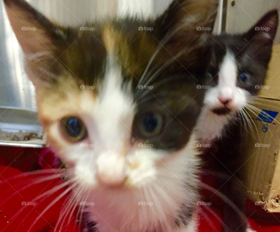 Kitten photo bomb