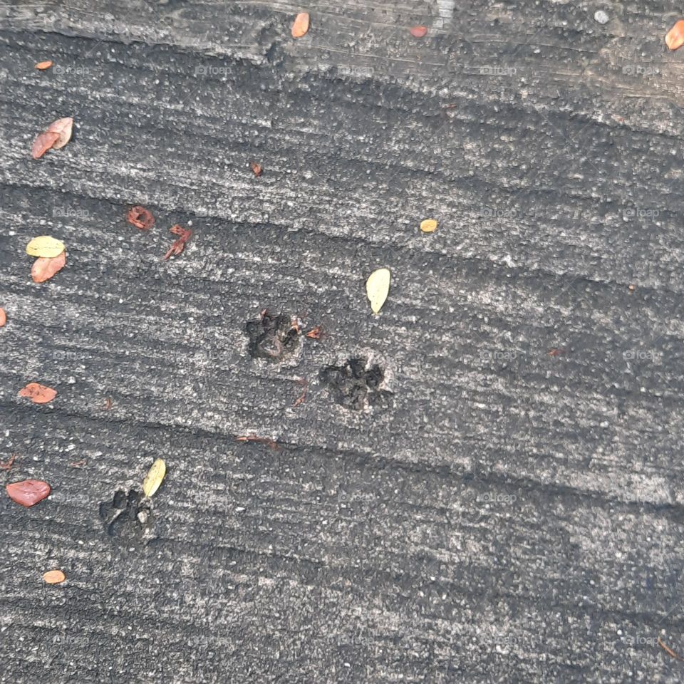 cat pawprint on cement floor