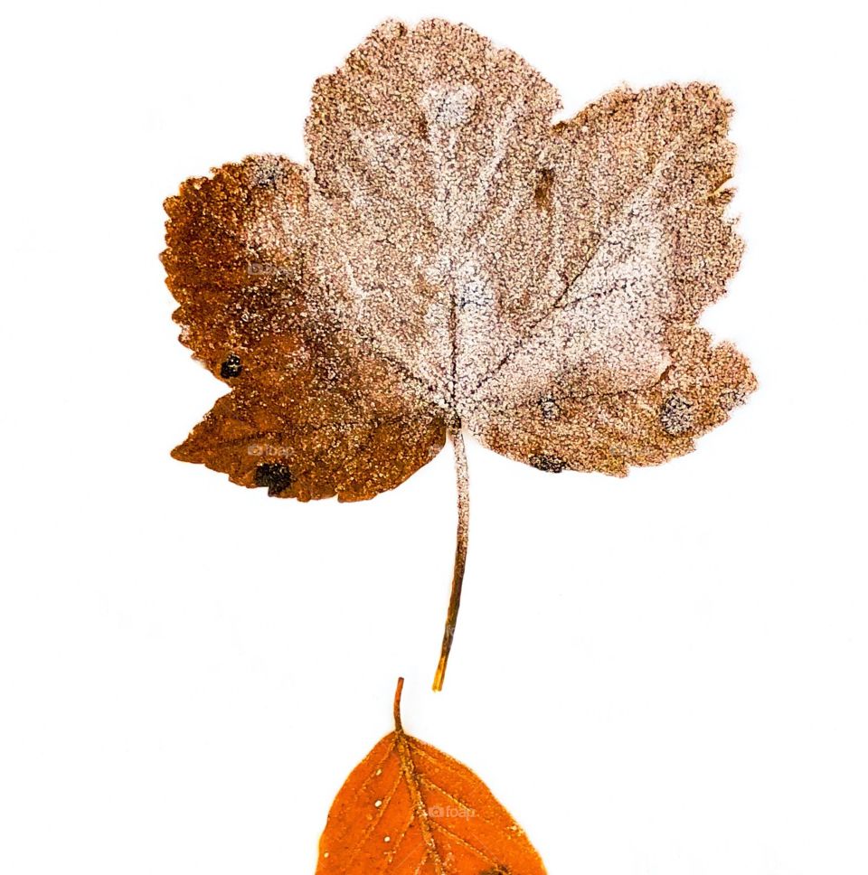 Frozen leaf