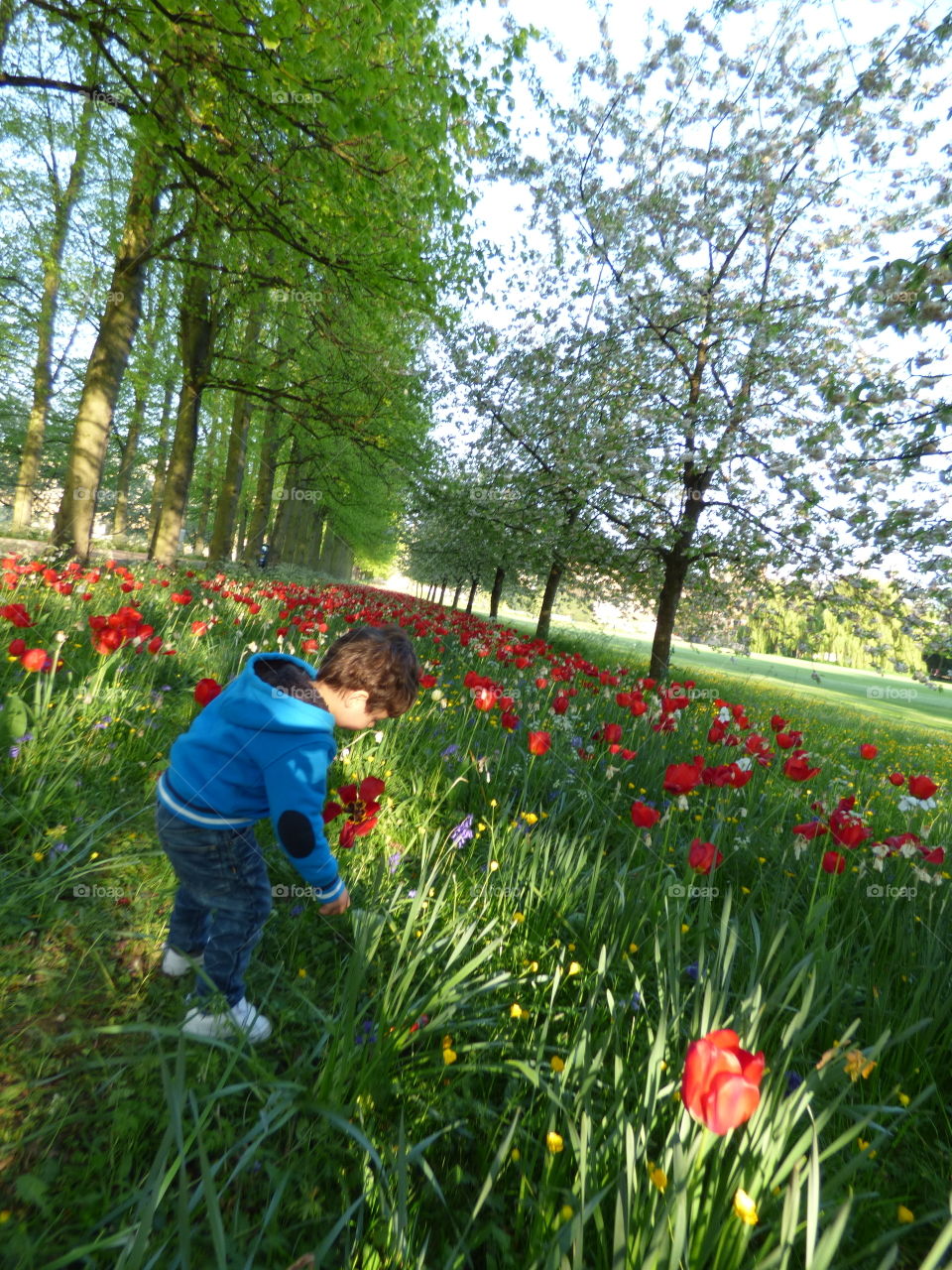 little boy  is picking poppy flowers during spring time in beautiful scenery wearing blue jacket and jeans