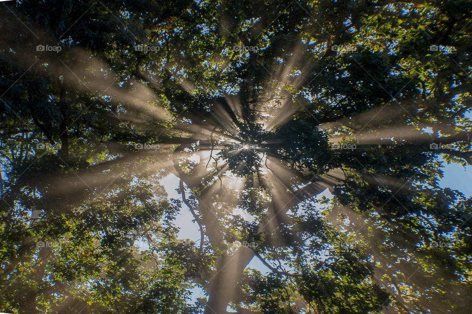 beam lights through the trees.