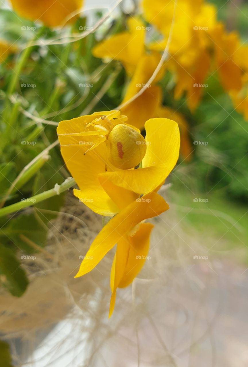 A yellow spider on a yellow flower.