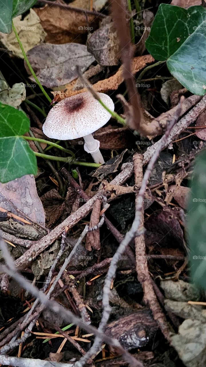 round brown and white mushroom growing underneath green leaves and fallen twigs on an Autumn evening in Oregon