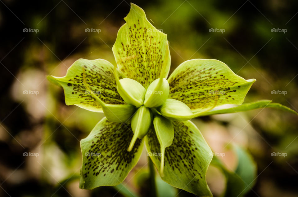 Close-up of green flower