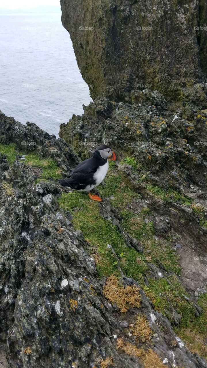 Puffin, Skellig Michael