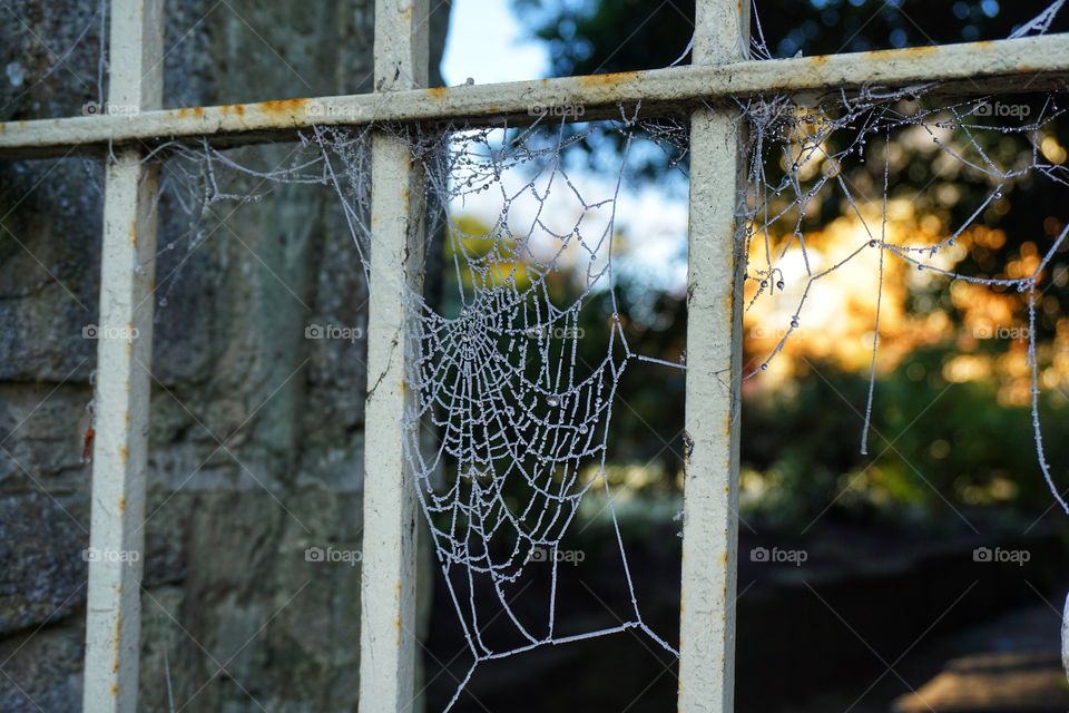 Spiders web covered in ice ... Winter is coming 