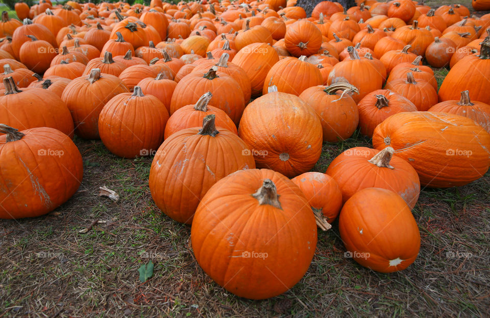 Pumpkins