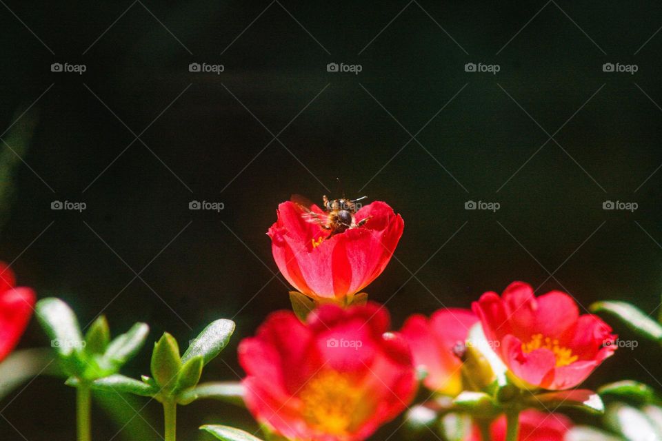 A bee comes waving out of a beautiful red flower on this macro photography. Summer!