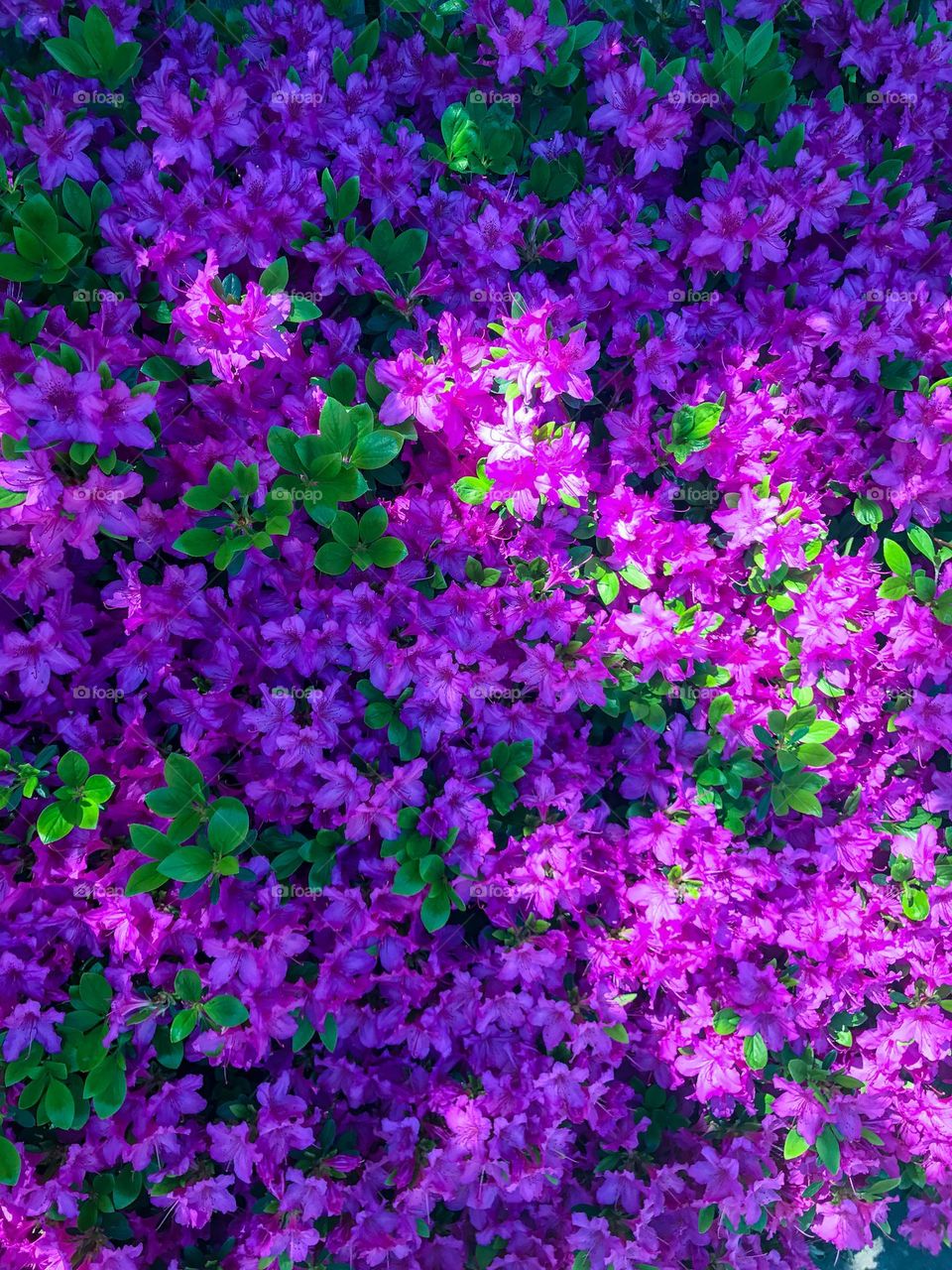 Gorgeous purple flowers at a local botanical garden
