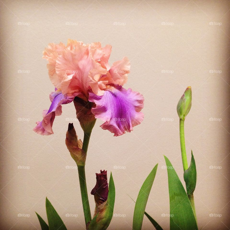 Iris Germanica Florentine Silk
