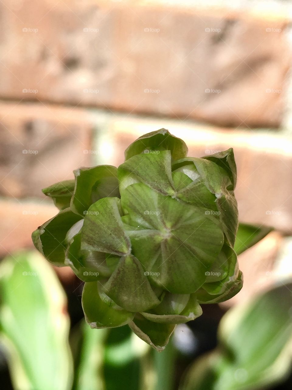 Macro Hosta flower bud 