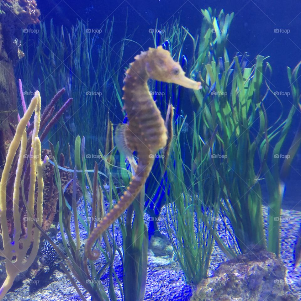 Seahorse