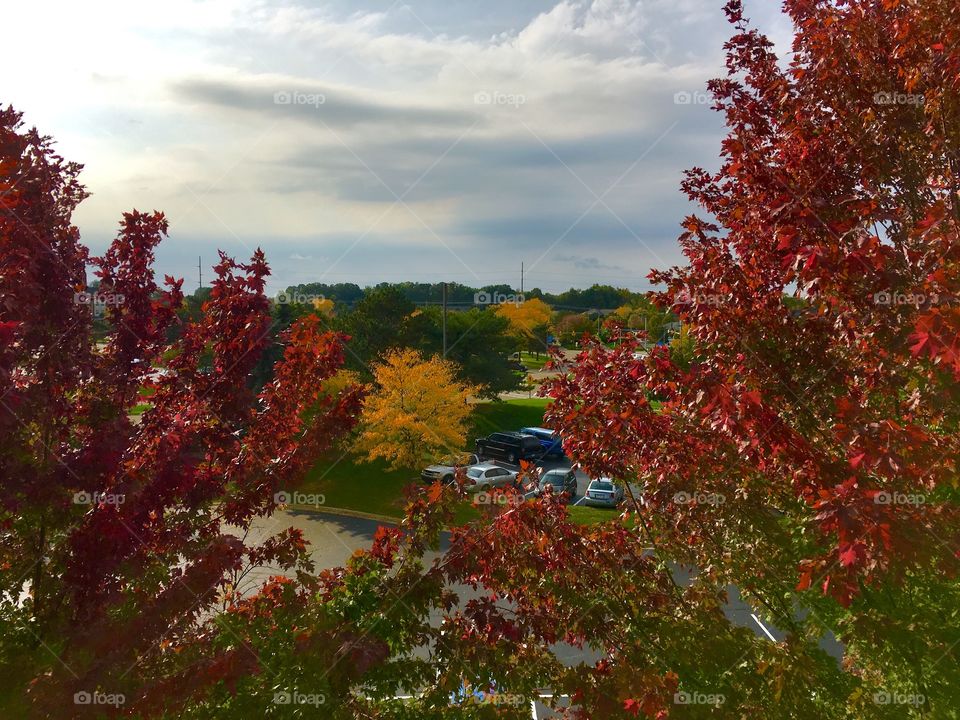 Autumn trees