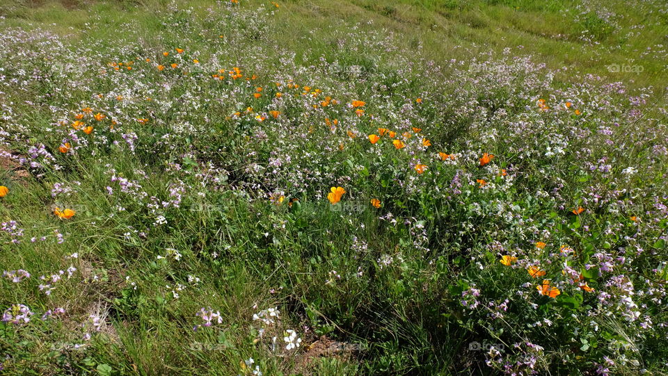 Wildflowers, wild radish and poppy