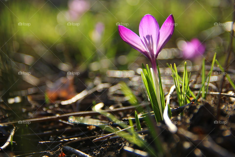 sunny purple flower