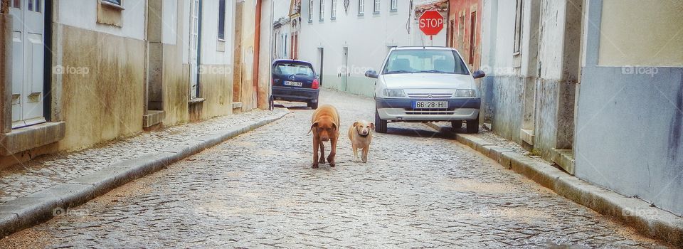 Portugal best friends