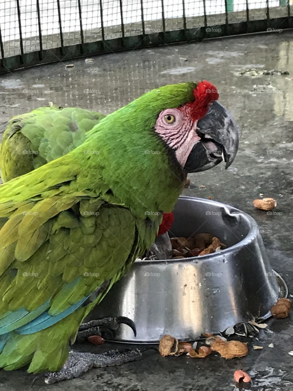 Parrots outside of resort