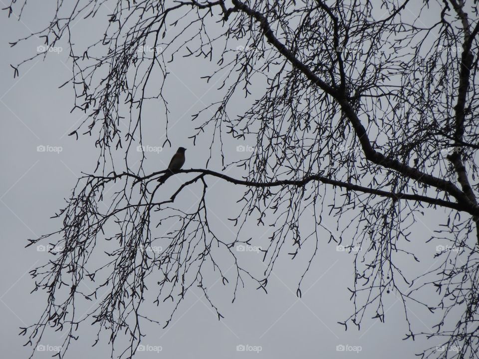 Bird in the tree