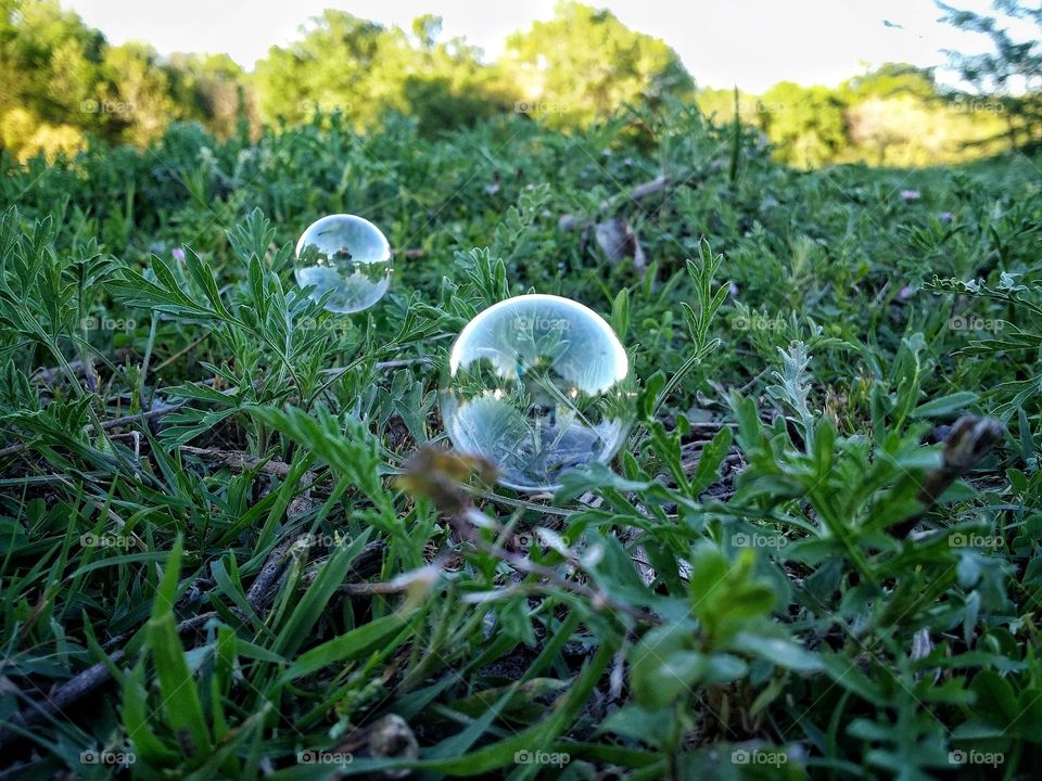 Soap bubbles on the grass