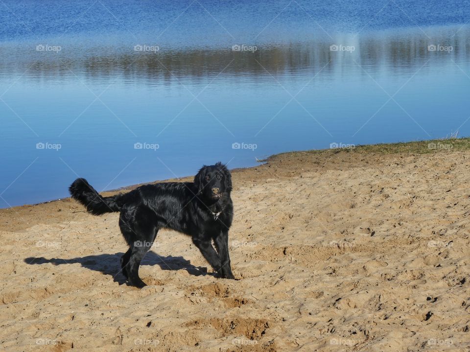 Young dog at beach