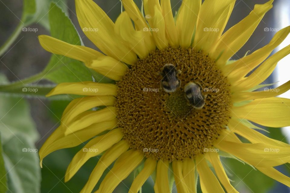 Sunflower#bees