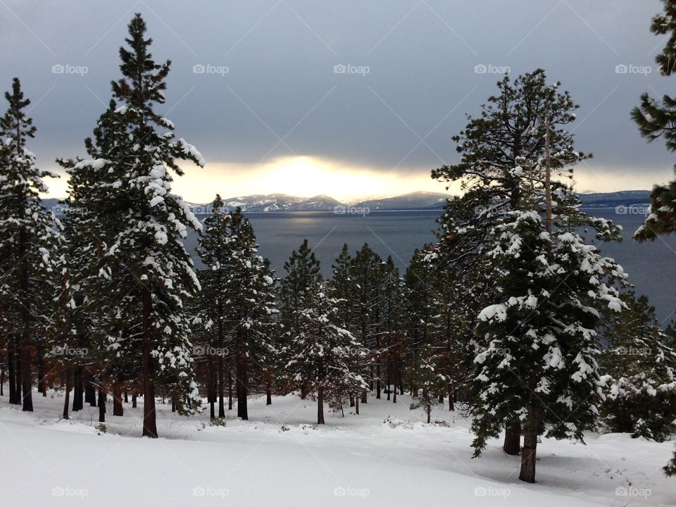Snowy forest in Lake Tahoe.