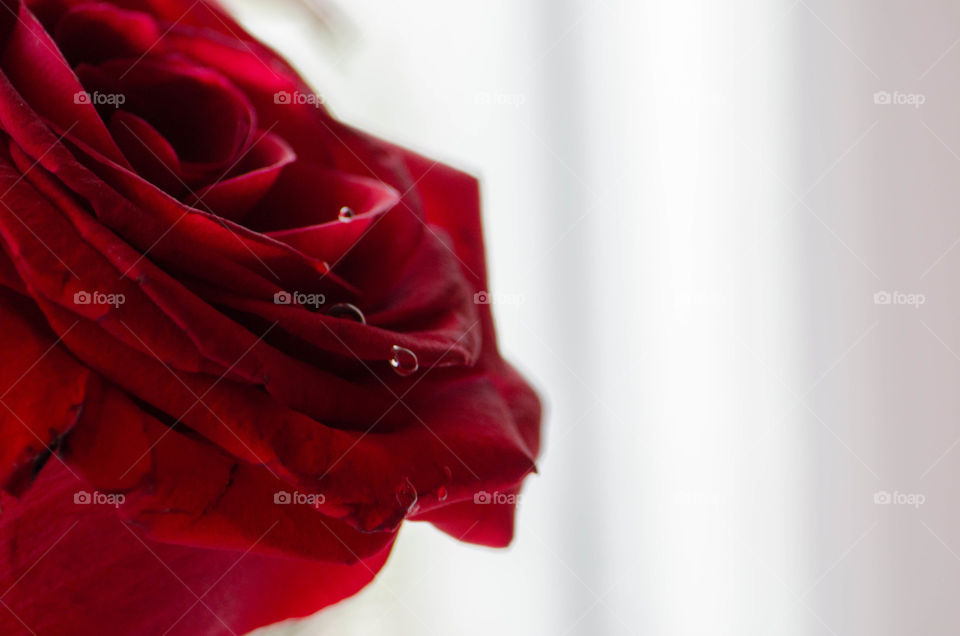 rose. flower with water drops