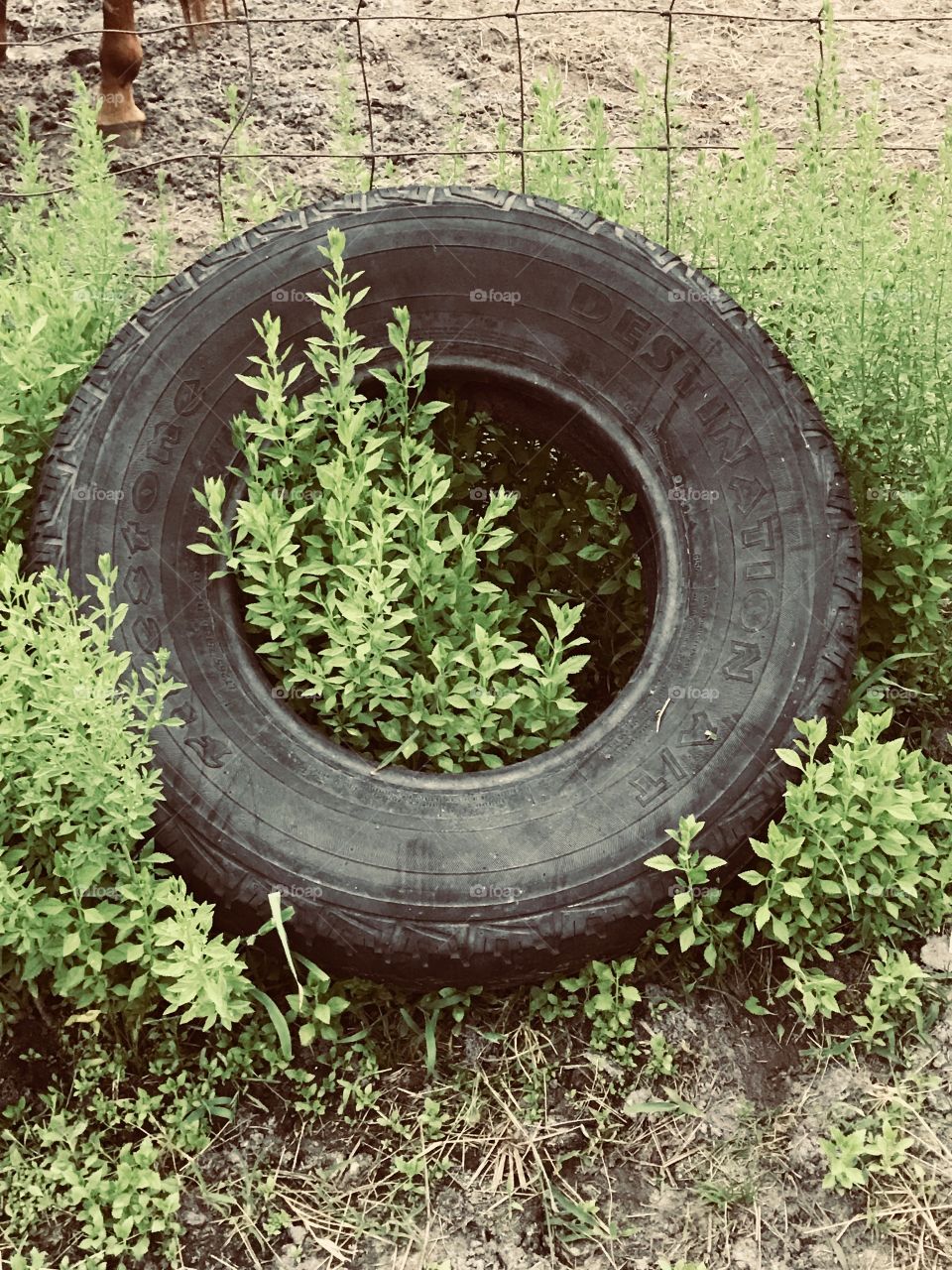 Old tire surrounded by nature’s decor and a nosey horse (top left) located in the woods of South Georgia. 