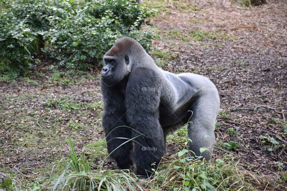 Male Silver Back Gorilla