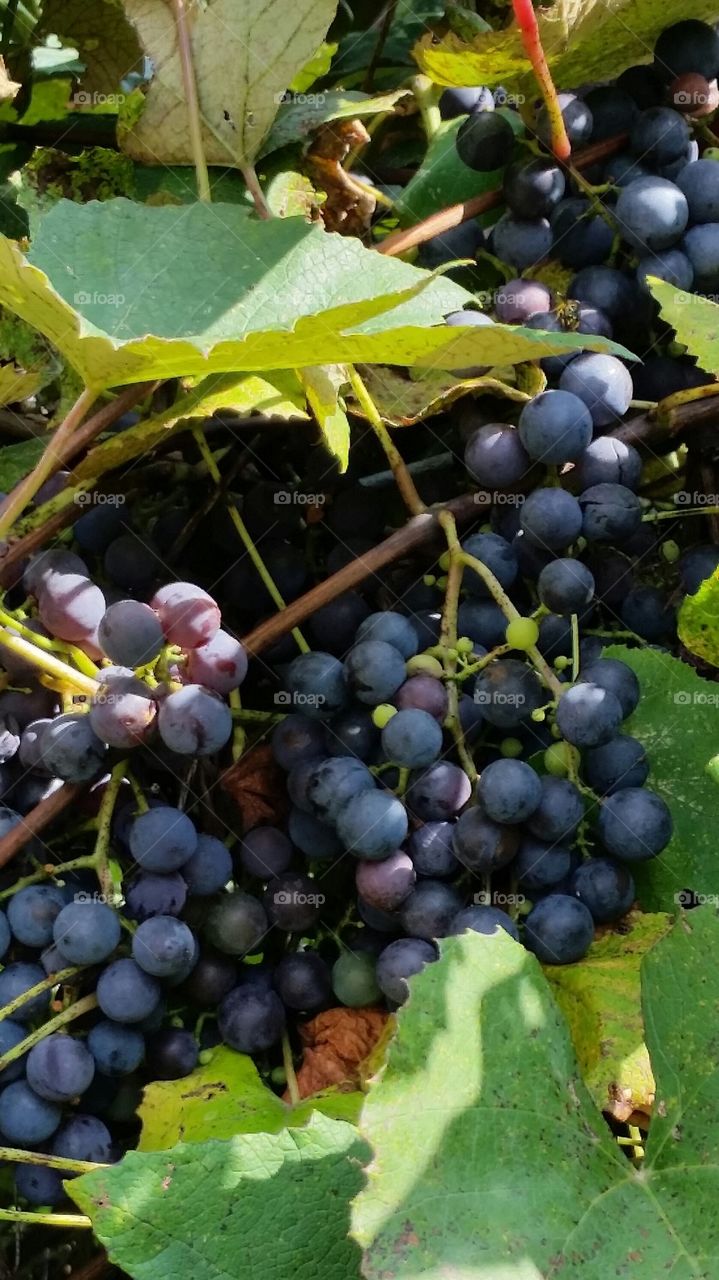 Grapes