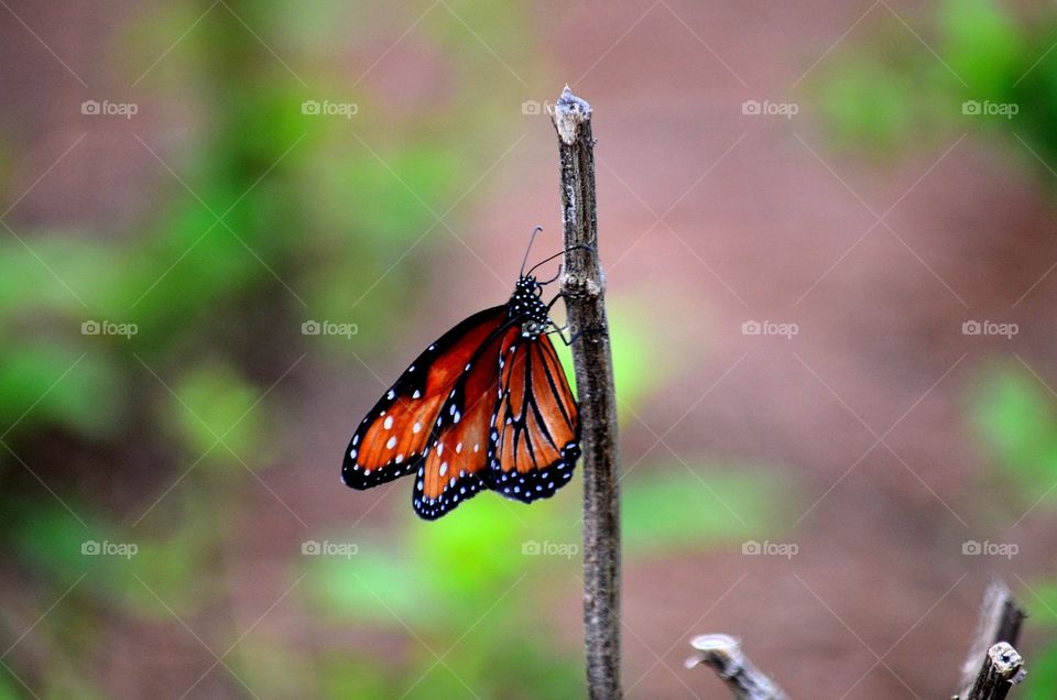 Butterfly on a stick 