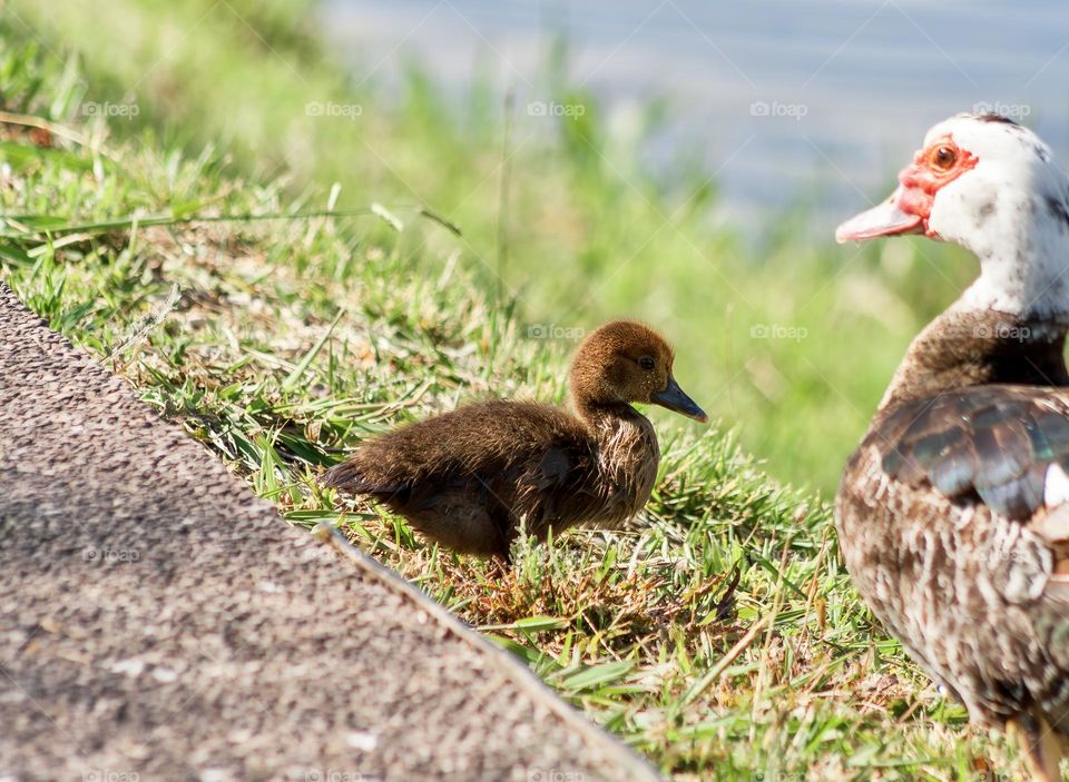 Muscovy duck looks after her young.