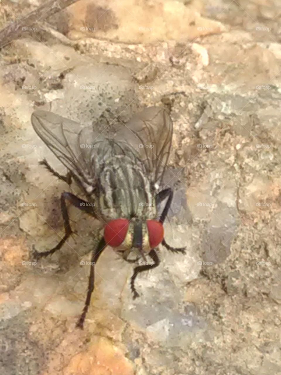 This flies flies throughout the day, but no one tries to raise it. Everyone tries to kill it but does not hit.