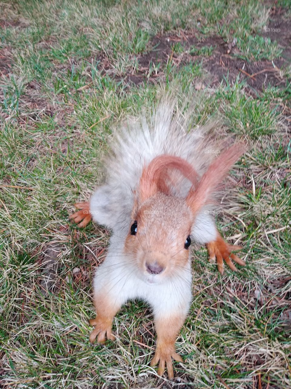 Squirrel