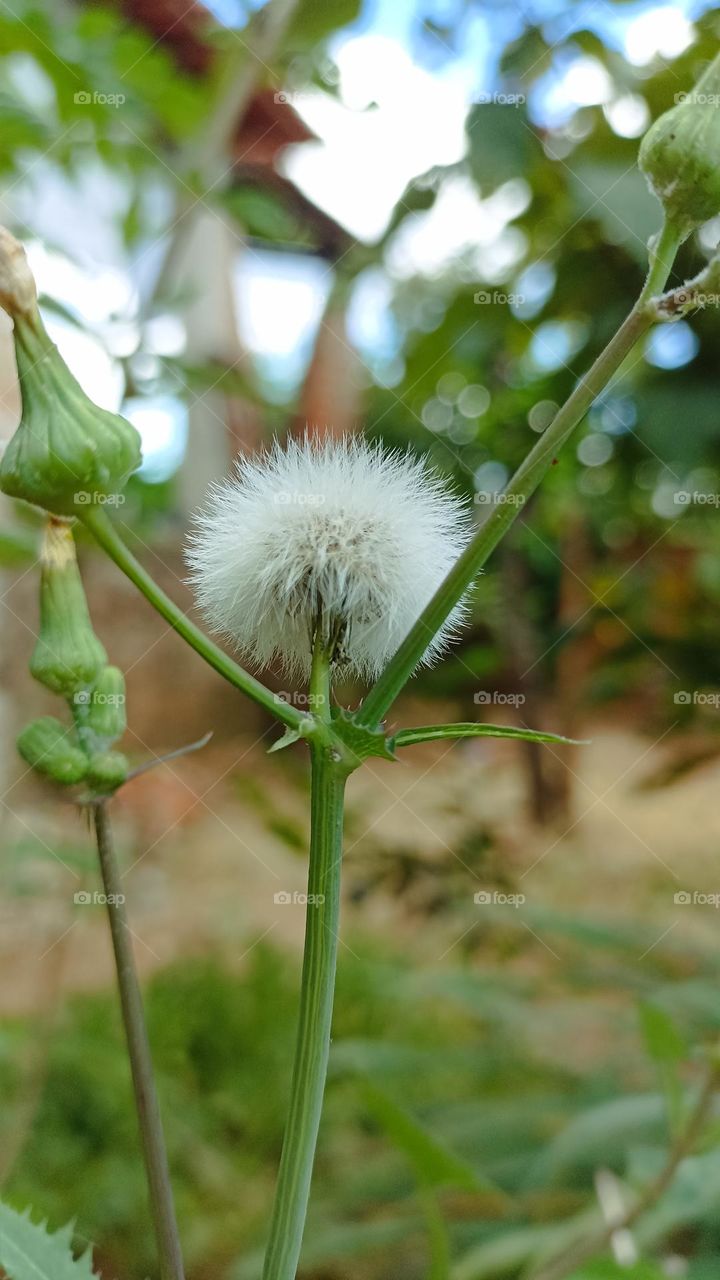 dandelion in bloom