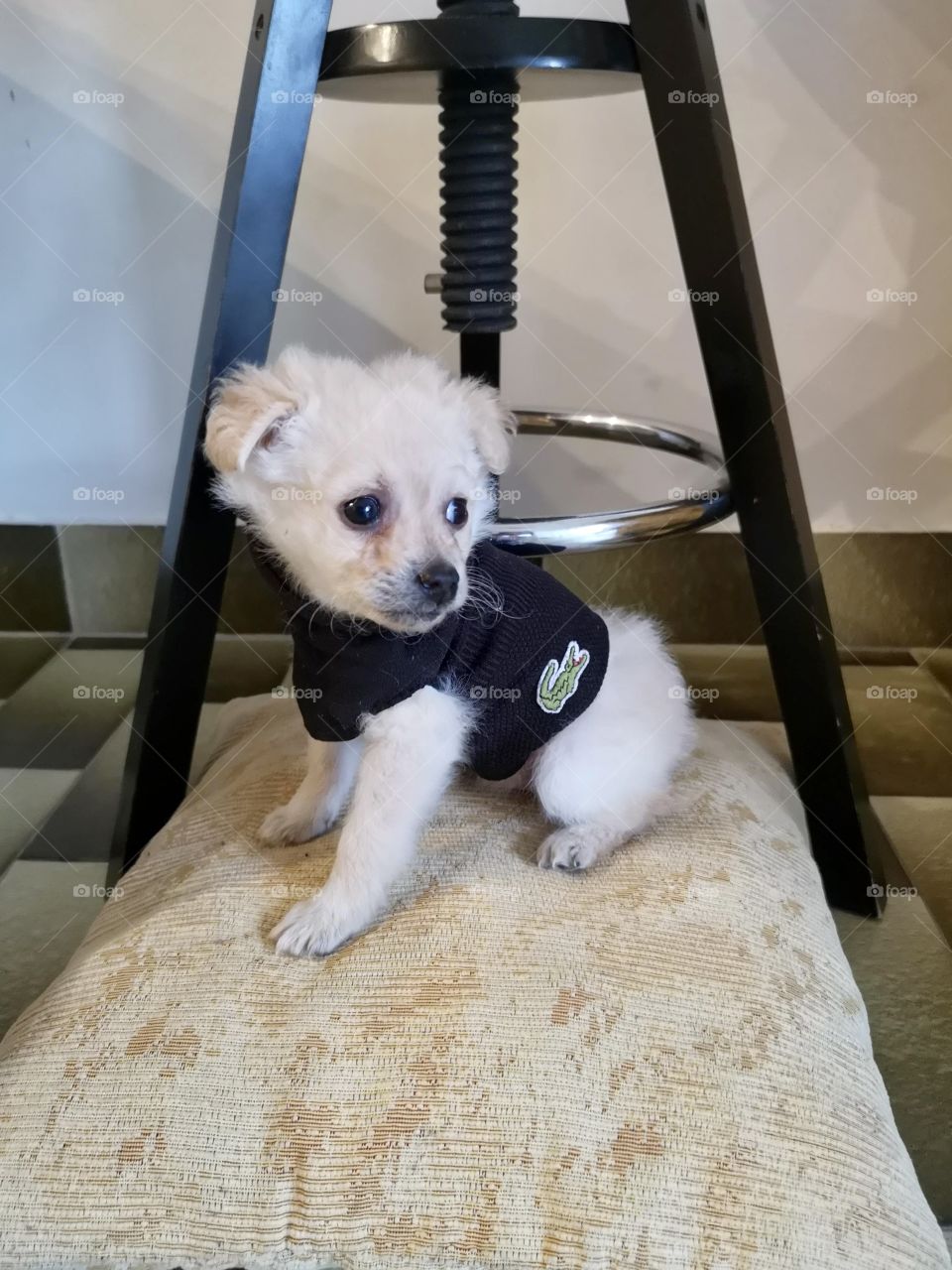 Puppy resting on the cushion